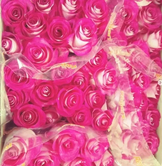 Rosas bicolores