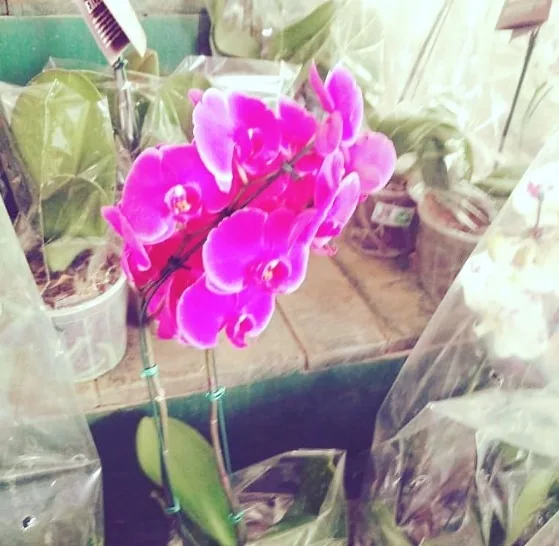 Orquídea Phalaenopsis