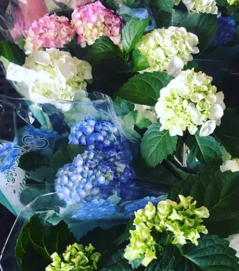 Hortênsias