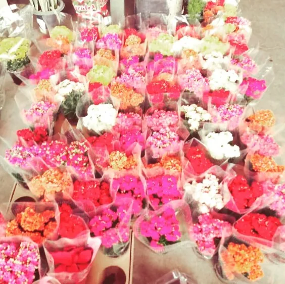 Kalanchoe