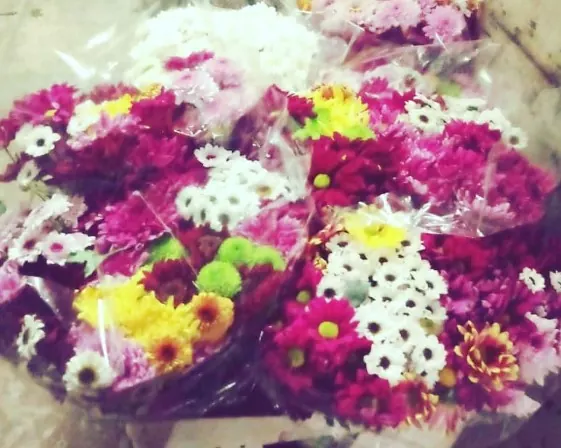 Flores e variedades da Estação das Flores