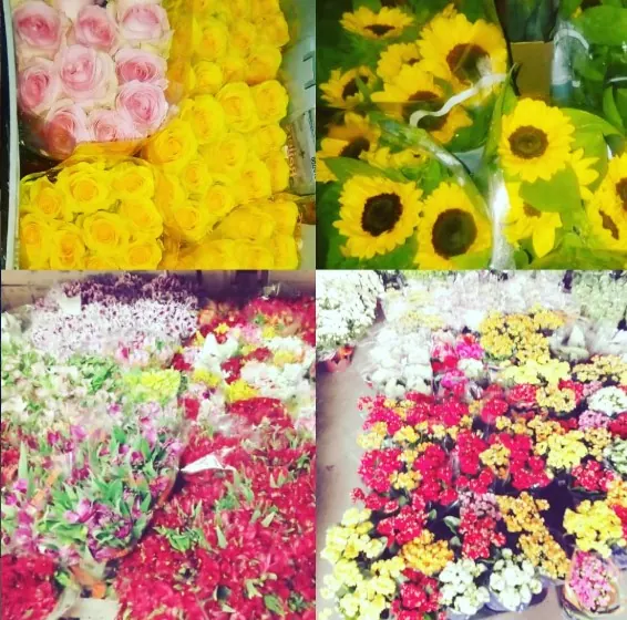 Flores e variedades da Estação das Flores