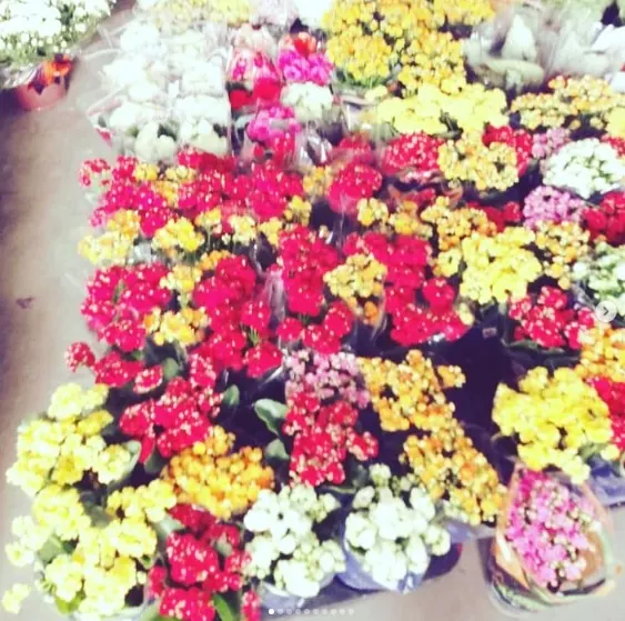 Flores e variedades da Estação das Flores